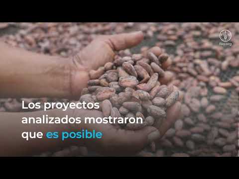 Lanzamiento nuevo informe &quot;Hacia una agricultura sostenible y resiliente en A. Latina y el Caribe&quot;