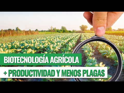 Conoce de qué forma se aplica la biotecnología en la agricultura